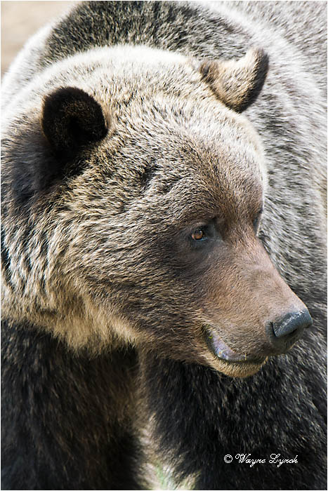 Mountain Grizzly Bear 105 by Dr. Wayne Lynch &copy;